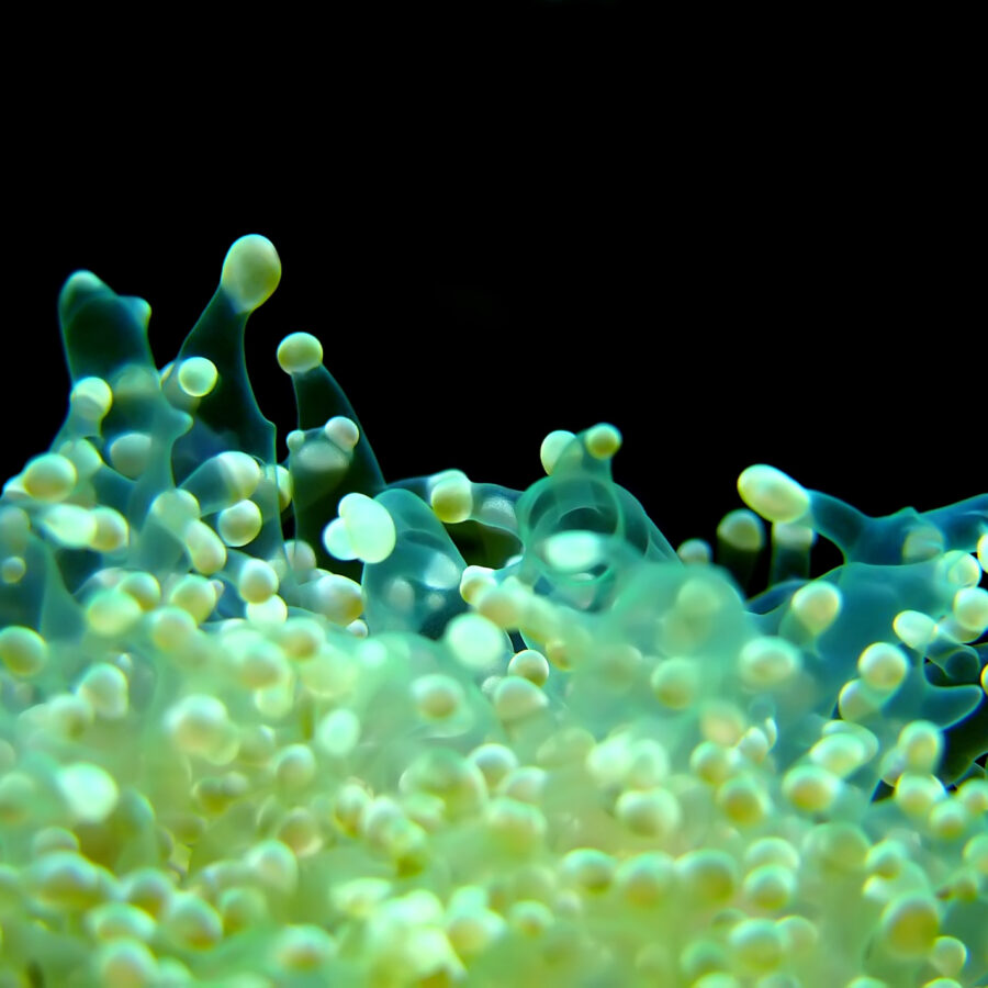 ALIMENTI MICRONIZZATI ORGANICI PER CORALLI E MICROFAUNA